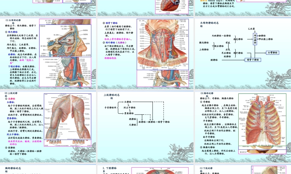 004体循环的静脉