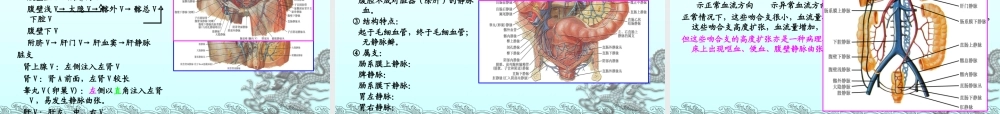 004体循环的静脉