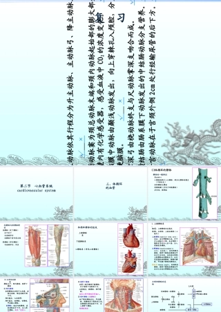 004体循环的静脉