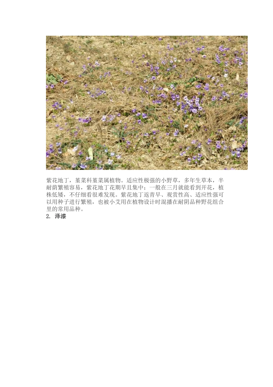 最常见二十种野花野草_第2页