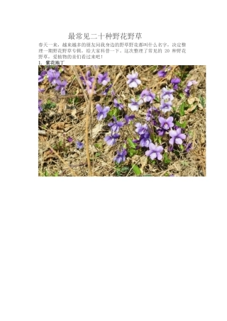 最常见二十种野花野草