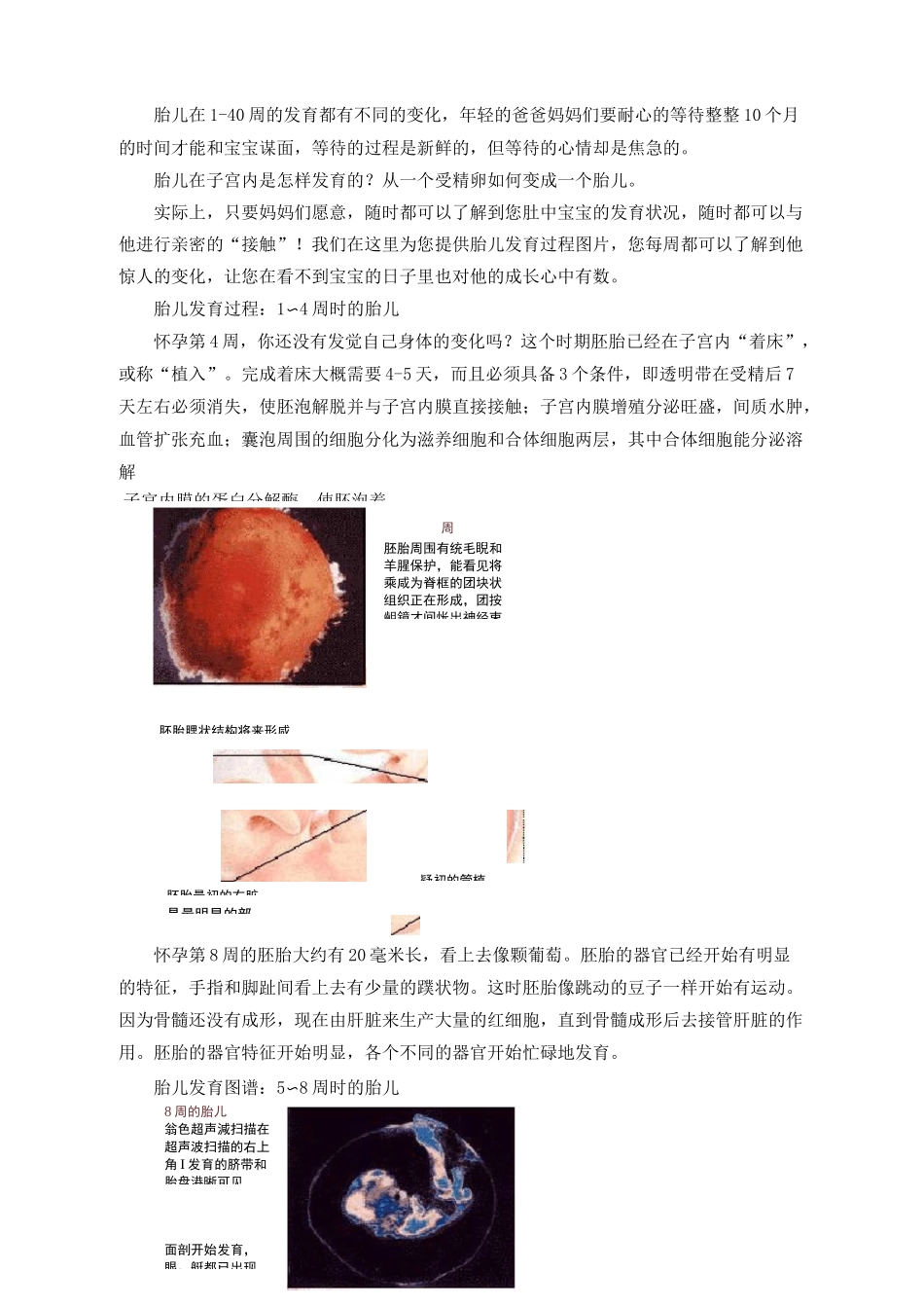1-40周胎儿的生长发育过程图_第1页