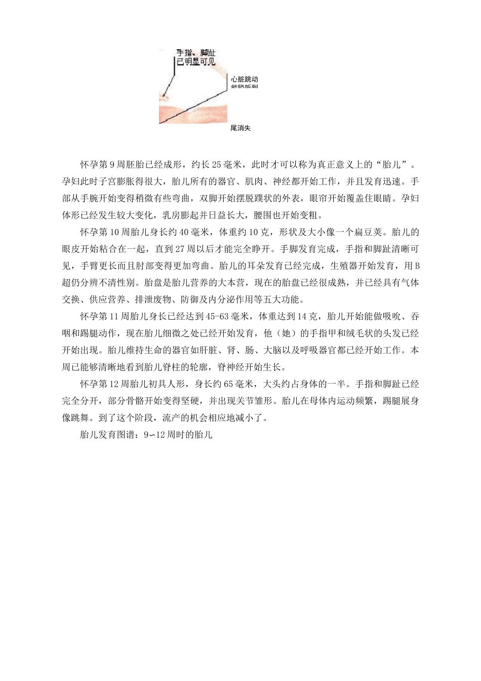 1-40周胎儿的生长发育过程图_第2页