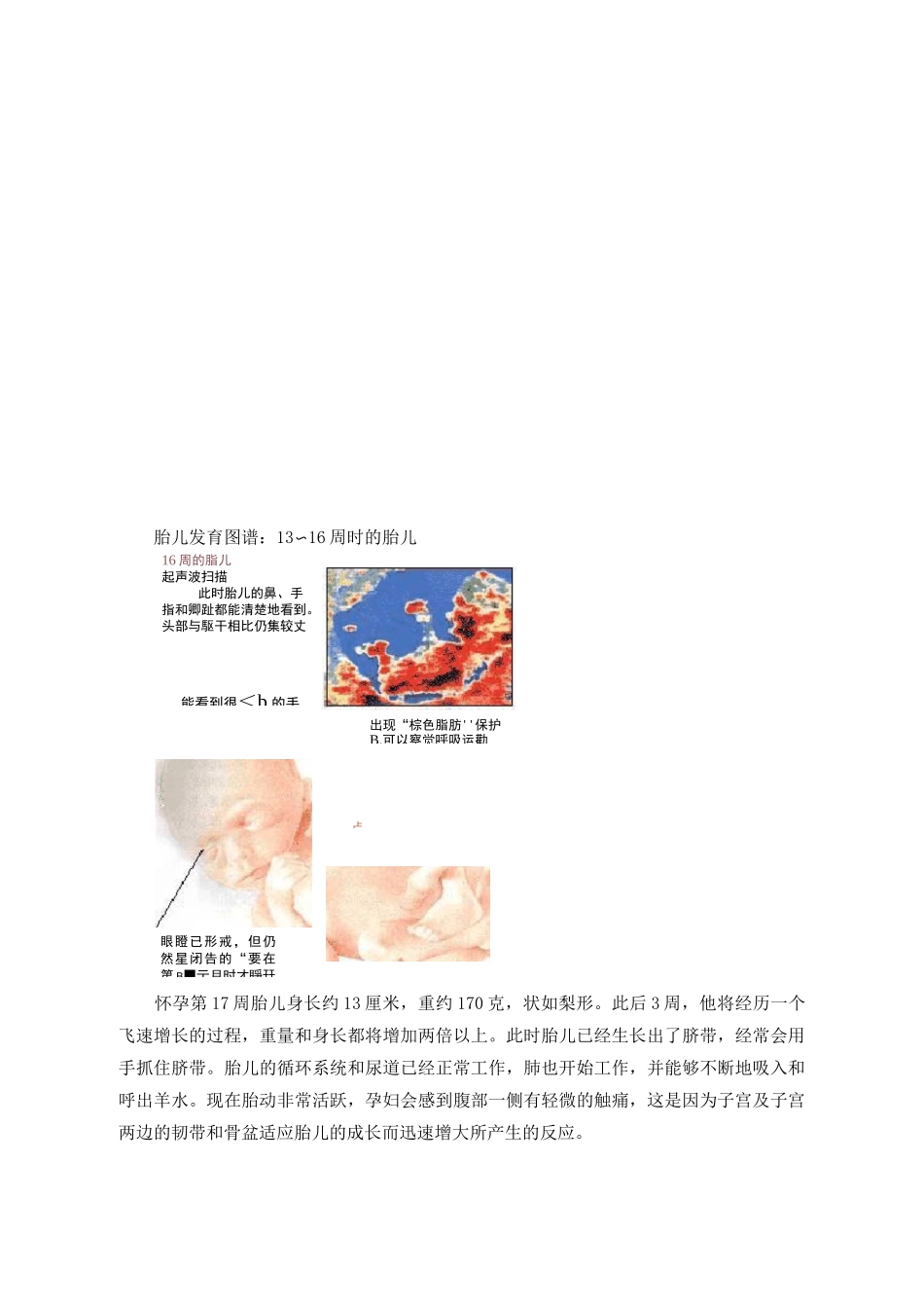 1-40周胎儿的生长发育过程图_第3页