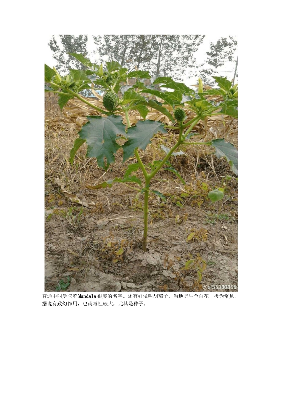 北方常见植物名录及相应图片_第2页