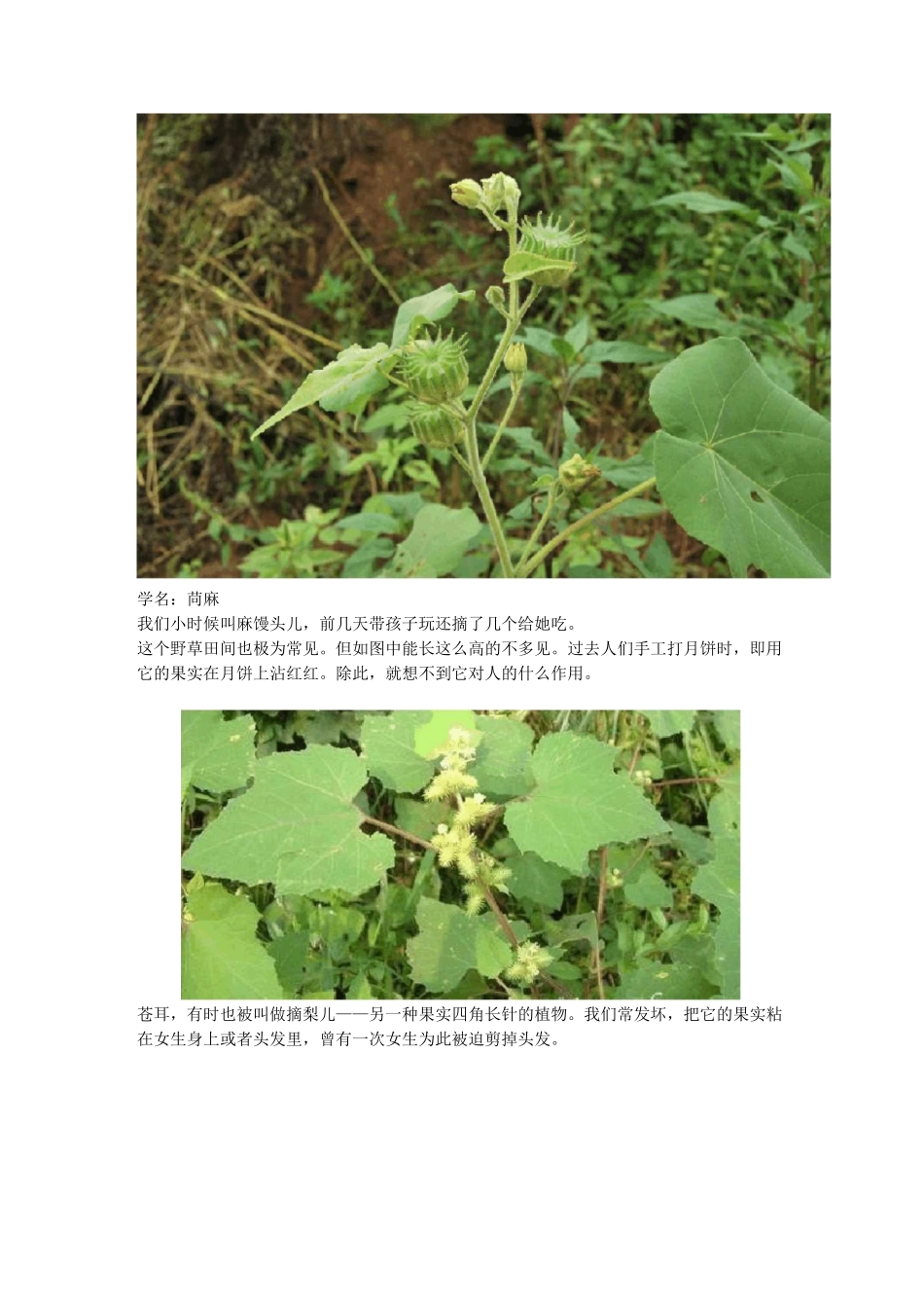 北方常见植物名录及相应图片_第3页