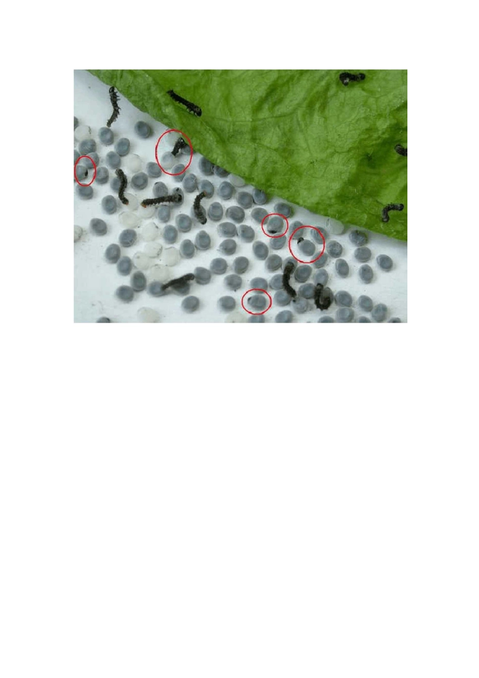 蚕的一生图片_第2页