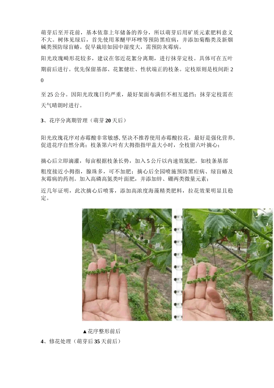 阳光玫瑰的12个关键管理细节_第2页
