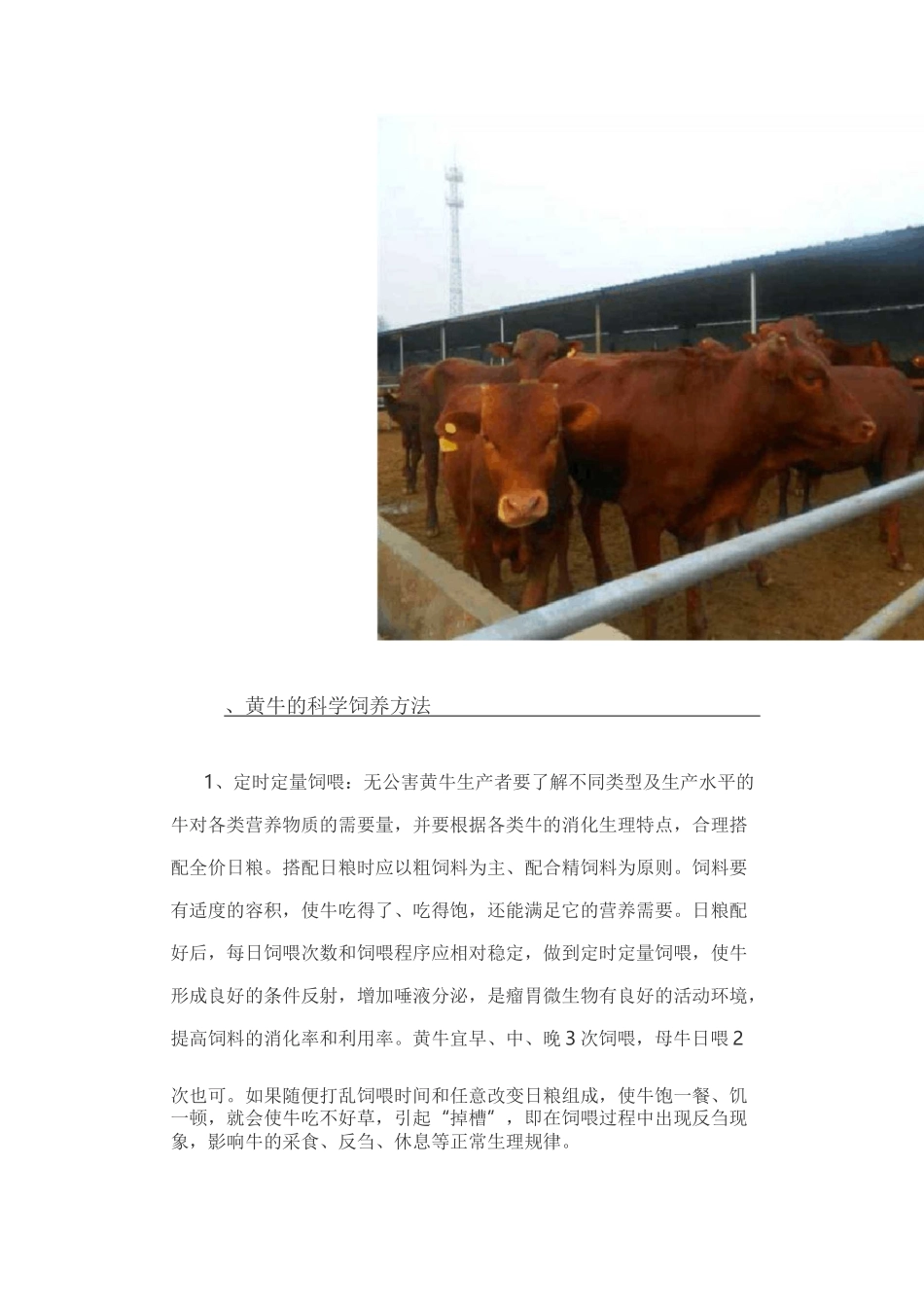 黄牛养殖技术要点_第2页