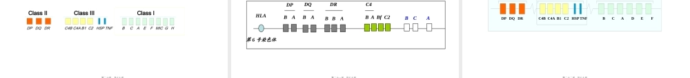 [免疫学]MHC主要组织相容性复合体及其编码分子 讲座课件