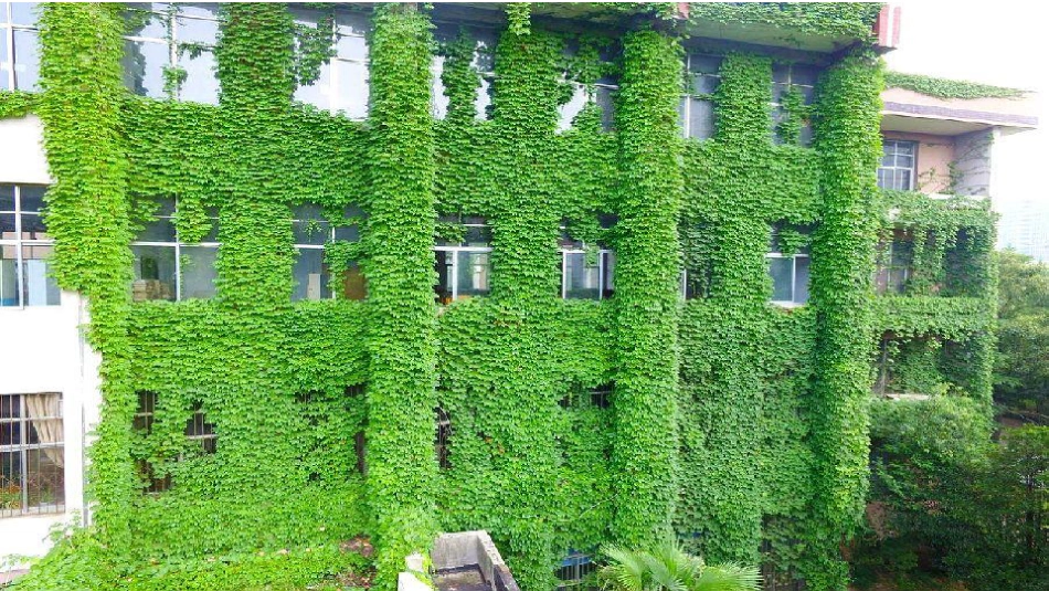 10爬山虎的脚_第2页