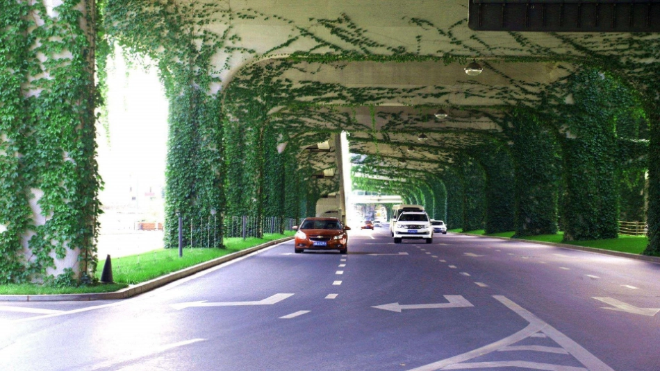 10爬山虎的脚_第3页