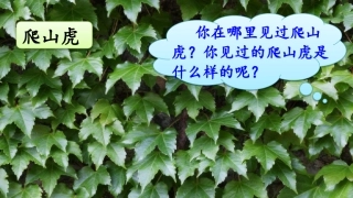 10爬山虎的脚