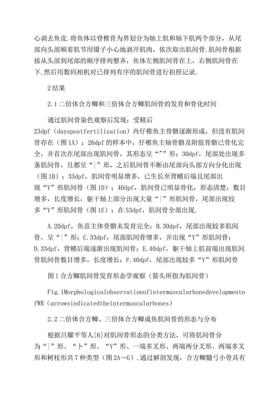 合方鲫肌间骨骨化过程及形态学观察_第3页