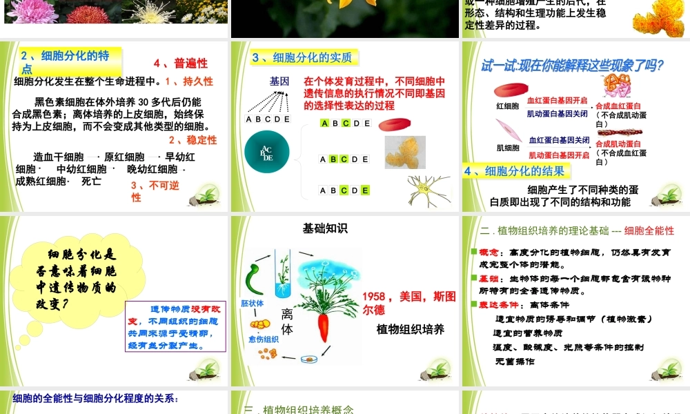 XXXX菊花的组织培养(公开课件)