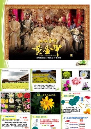 XXXX菊花的组织培养(公开课件)