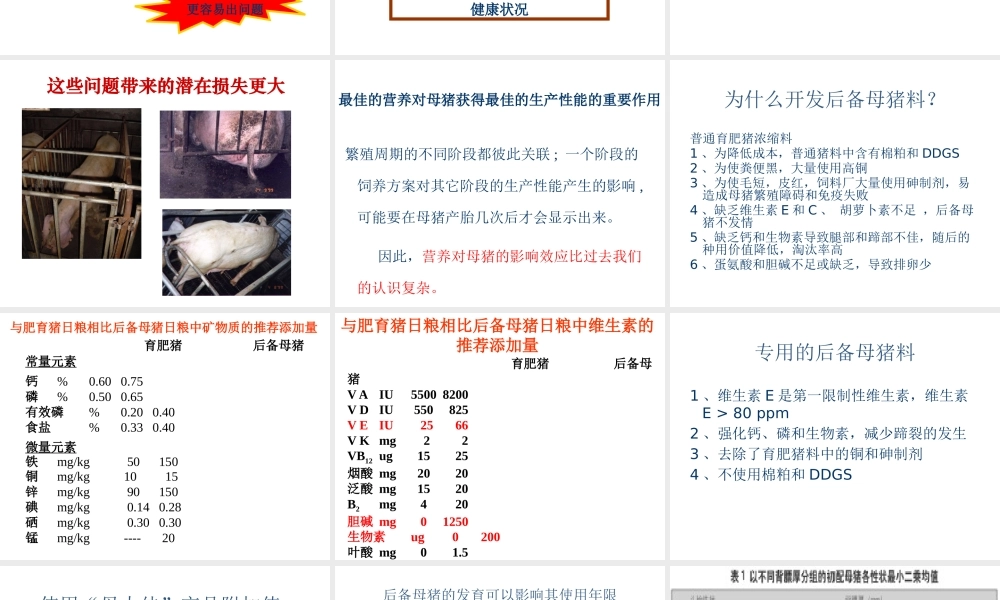 XXXX母猪料产品介绍
