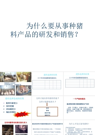 XXXX母猪料产品介绍