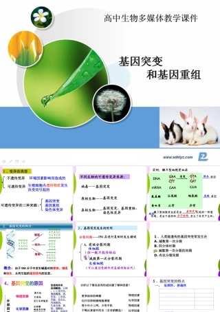 专题20基因突变和基因重组