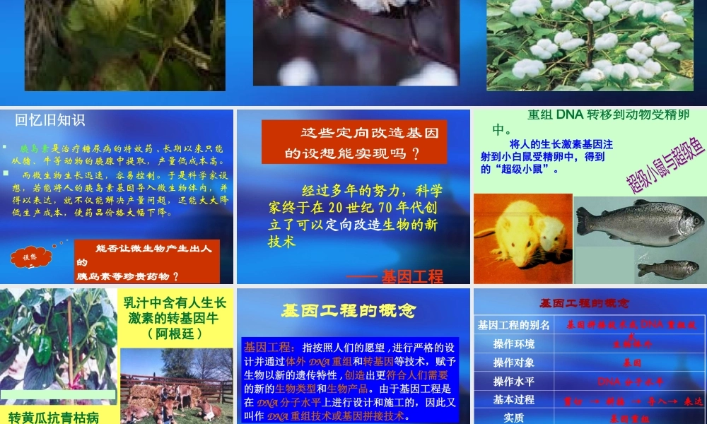 专题一基因工程11DNA重组技术的基本工具