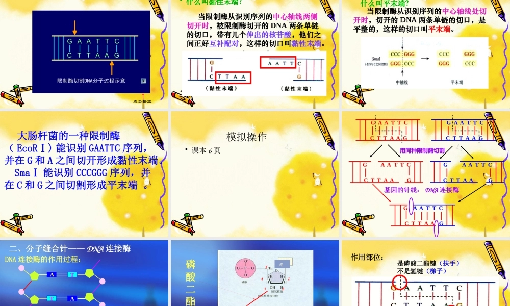专题一基因工程11DNA重组技术的基本工具