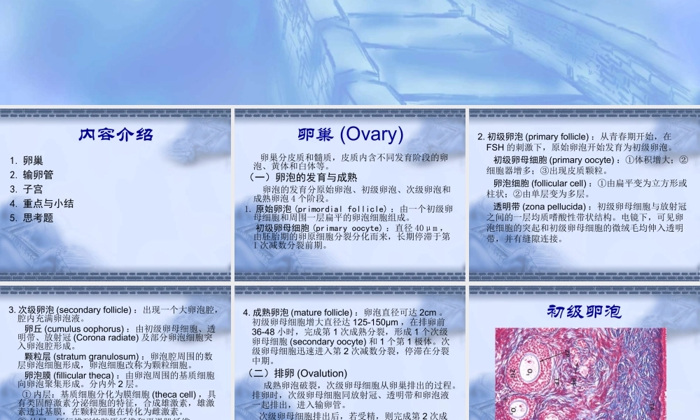 女生殖系--组织学和胚胎学