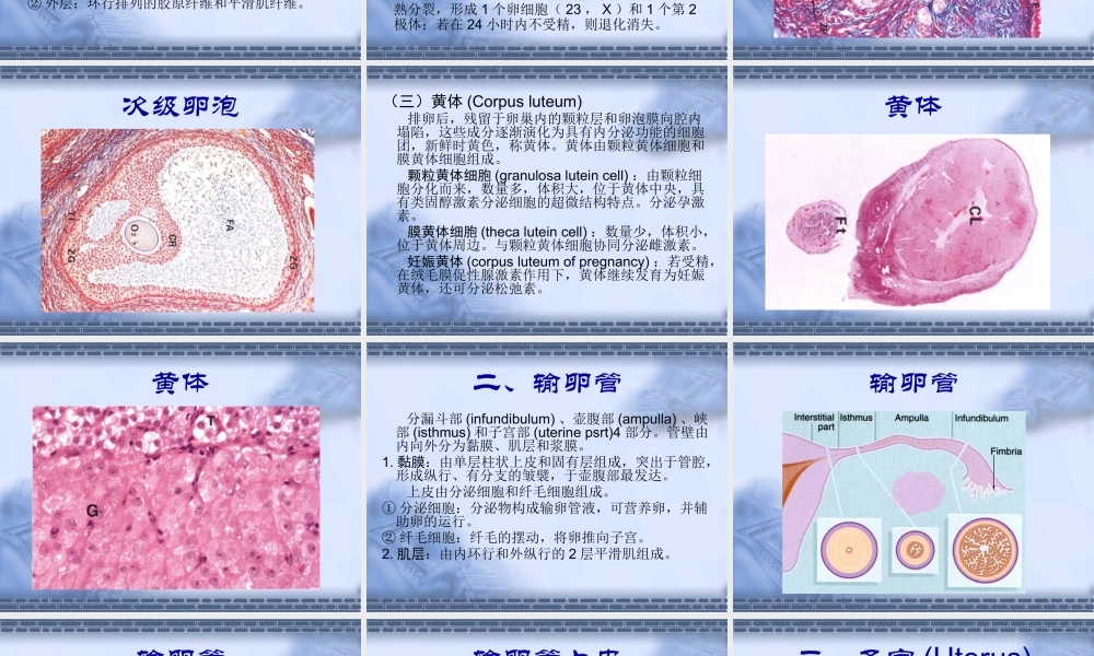 女生殖系--组织学和胚胎学