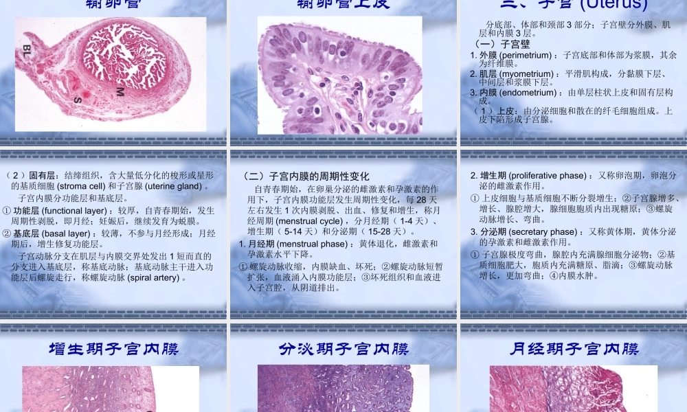 女生殖系--组织学和胚胎学