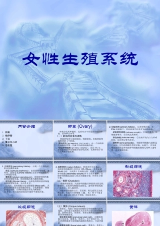 女生殖系--组织学和胚胎学