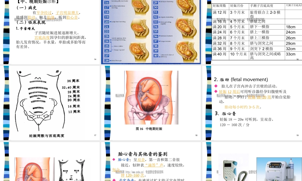 妊娠诊断基础知识讲义