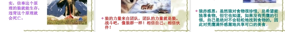 如何打造狼一样的团队