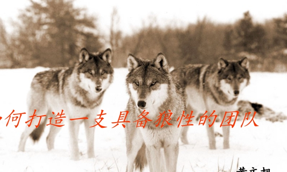 如何打造一个狼性团队