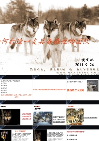 如何打造一支具备狼性的团队