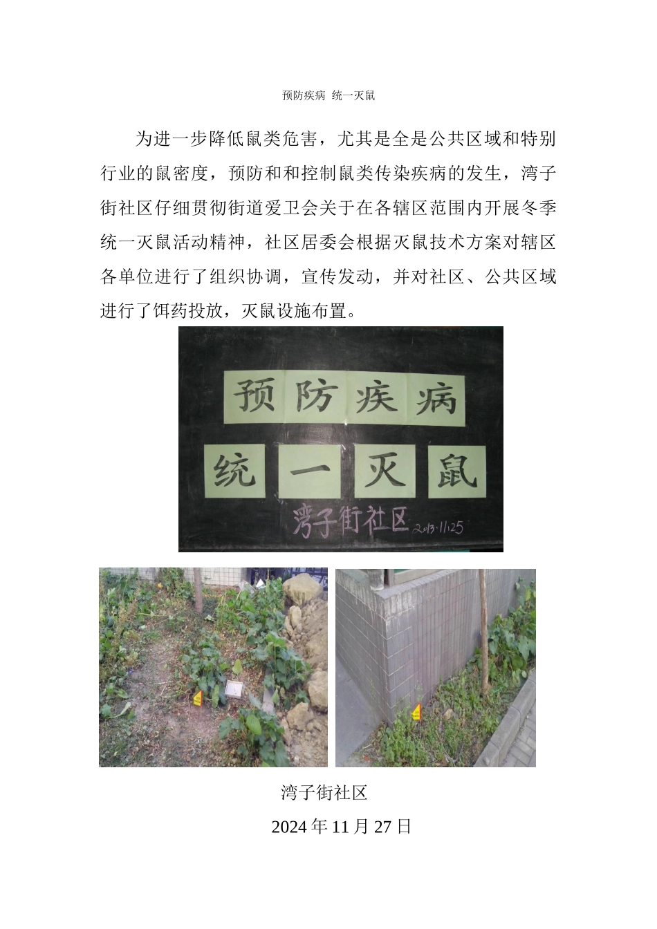 湾子街-预防疾病-统一灭鼠11_第1页