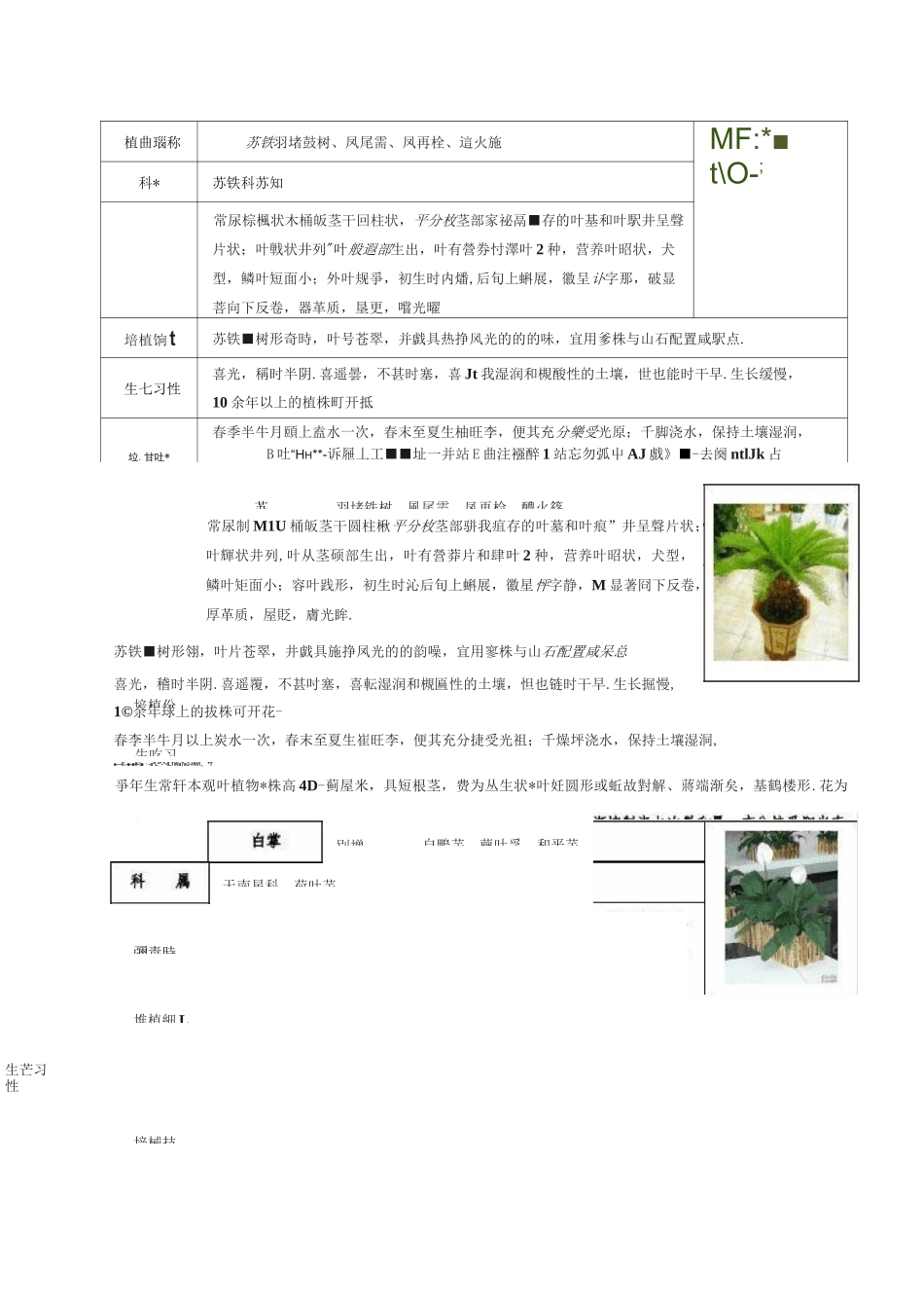 50种常见室内盆栽绿化植物介绍(带图片)._第3页
