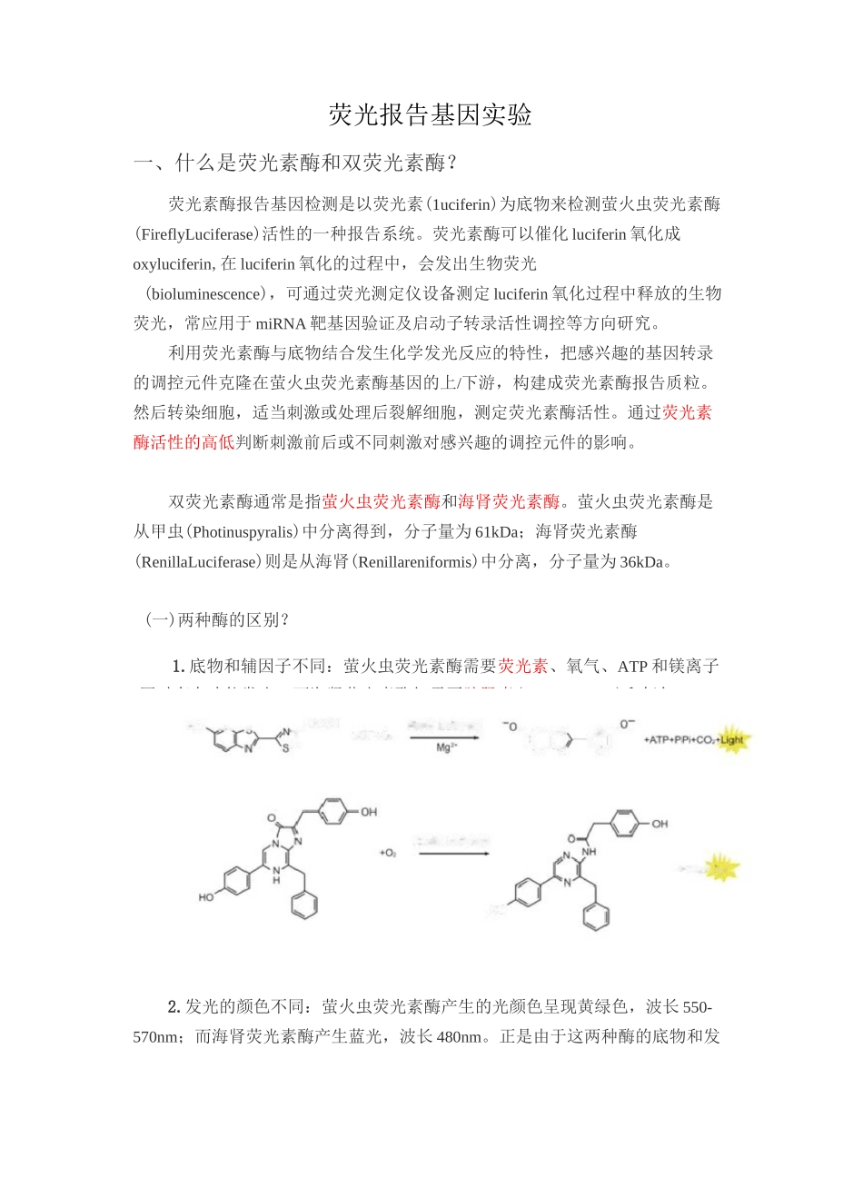 荧光报告基因实验_第1页