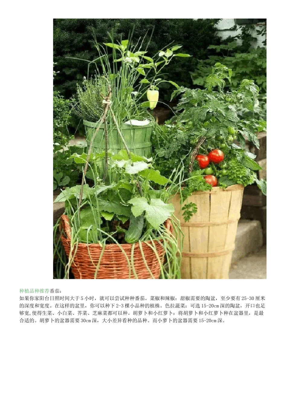 最适合盆栽16种蔬菜_第2页