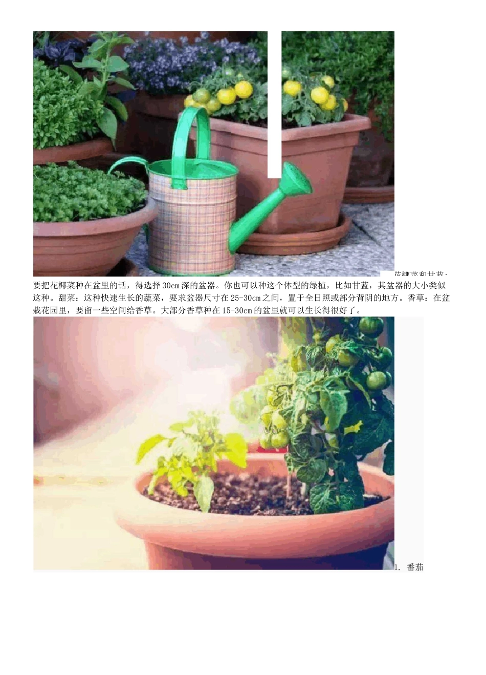 最适合盆栽16种蔬菜_第3页