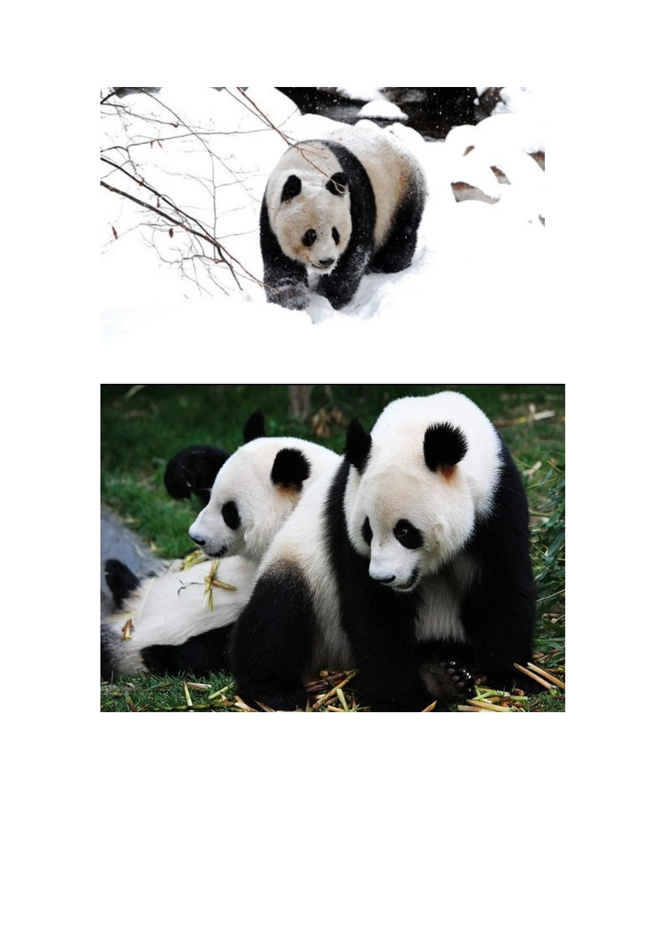 中国特有珍稀动物排行榜_第3页