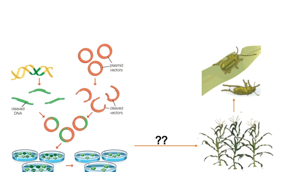 〖XXXX-4-28〗植物组织培养 网通线路 电信线路