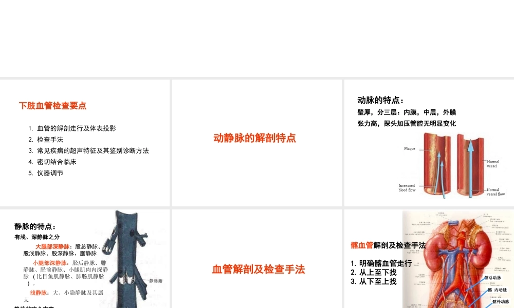 下肢血管超声诊断