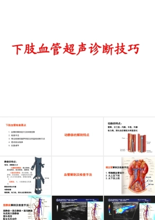 下肢血管超声诊断