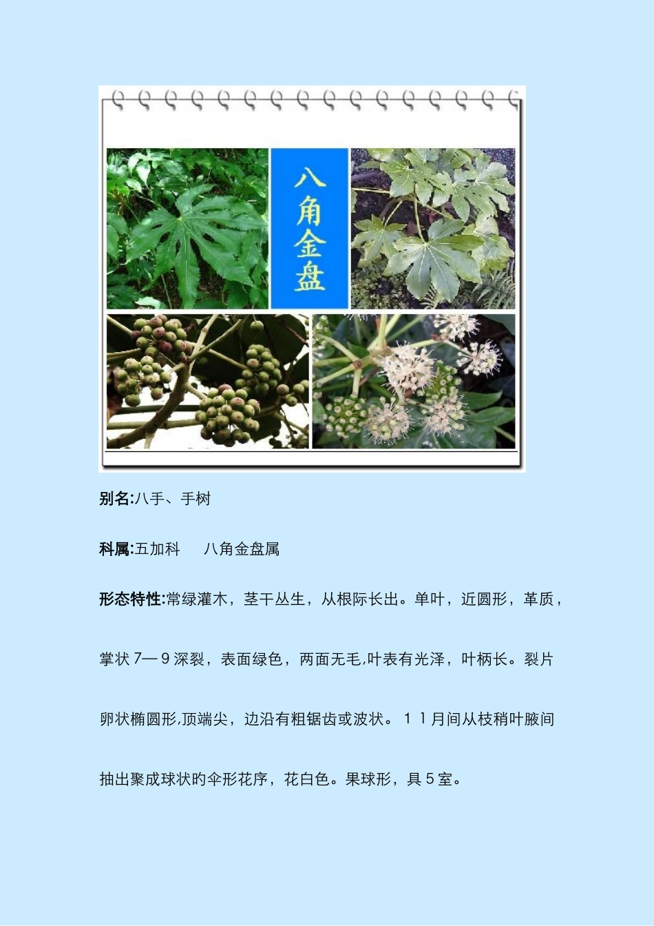 常见盆栽木本花卉资料_第2页