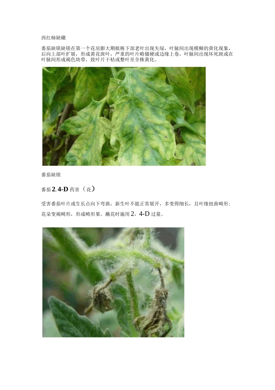 番茄病害清晰图谱大全_第2页