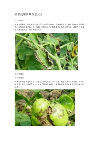 番茄病害清晰图谱大全