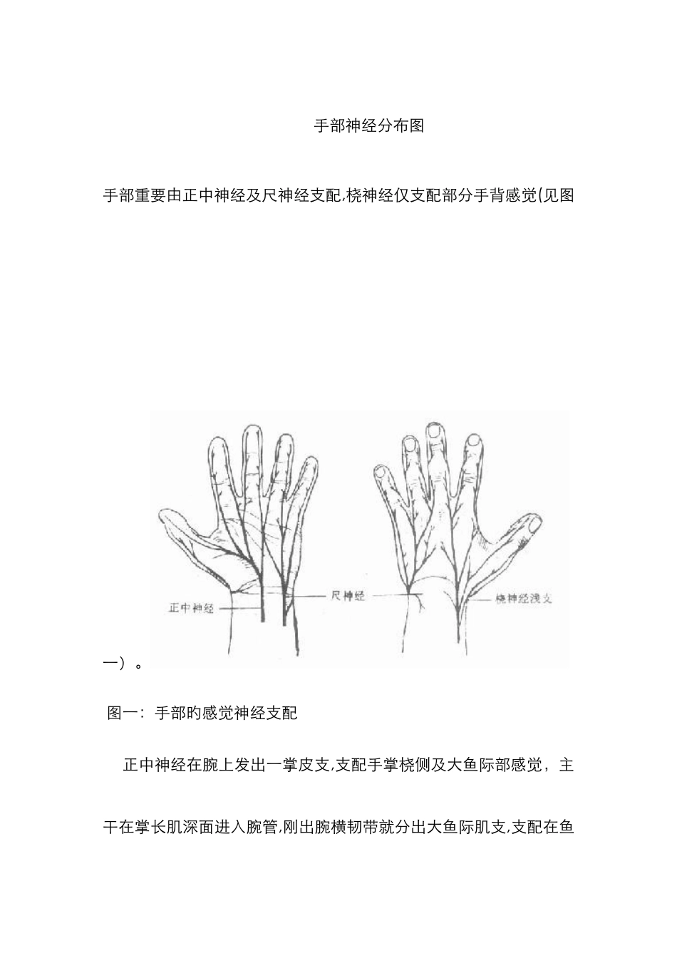 手部神经分布图_第1页