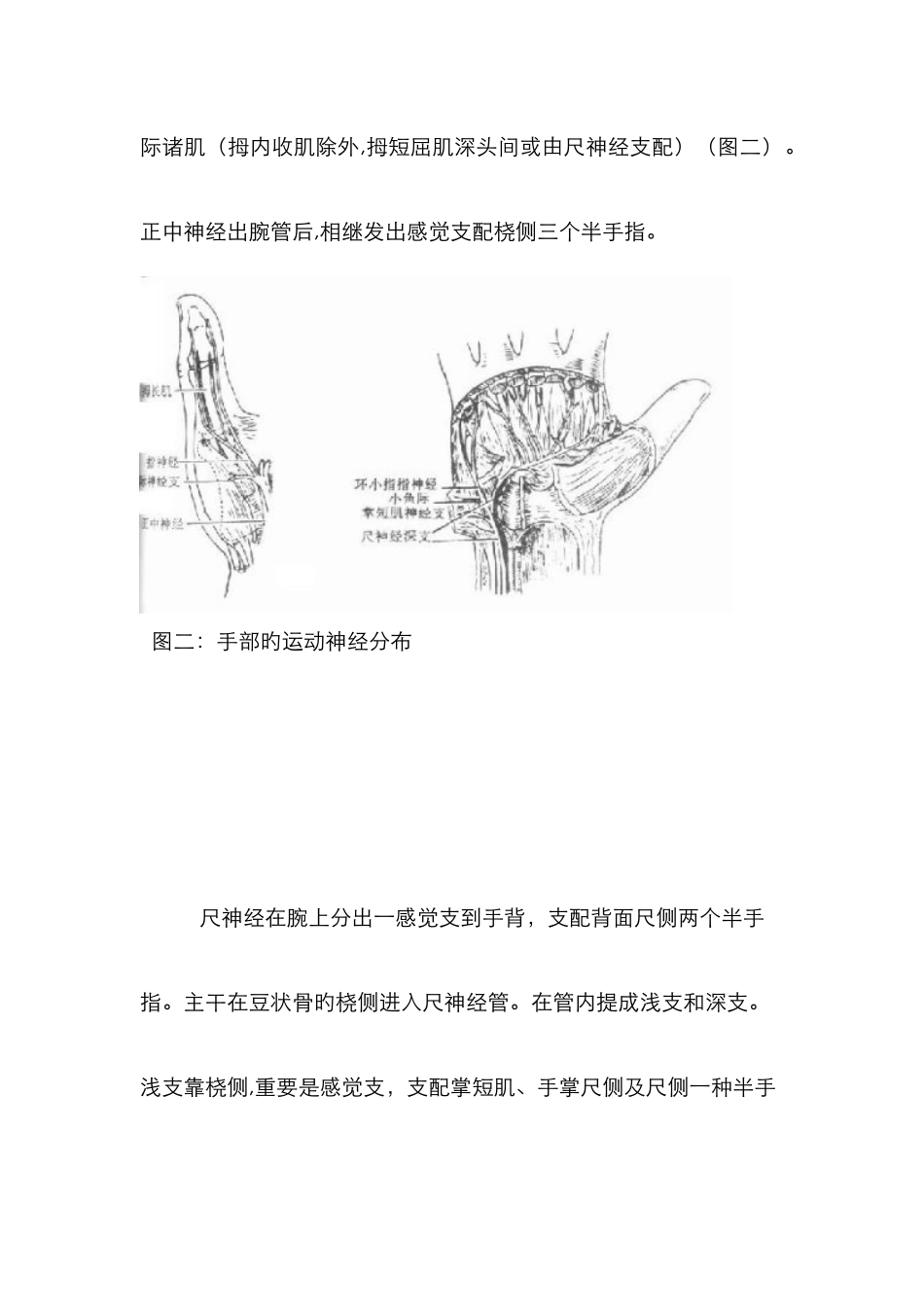 手部神经分布图_第2页