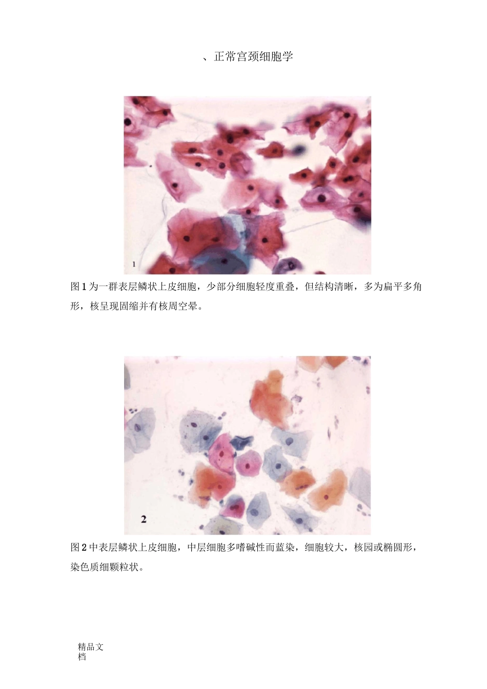 图谱宫颈细胞学._第1页
