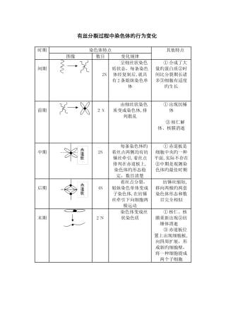 有丝分裂过程中染色体的行为变化