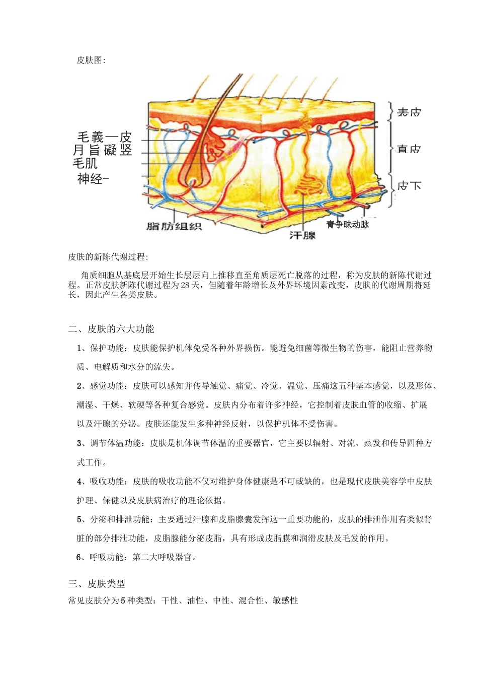 皮肤的专业知识_第3页